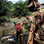 Пальмовое масло: мифы и реальность