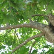 Дерево платан: описание, сколько лет живет Что такое платан